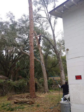 Real Tree And Debris Removal JunkYard in Jacksonville (FL) - photo 2