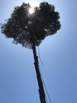 Moreno Hauling Tree Service JunkYard in Elk Grove (CA) - photo 4