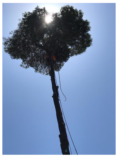 Moreno Hauling Tree Service JunkYard in Elk Grove (CA) - photo 4