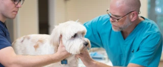 Pine Street Animal Hospital