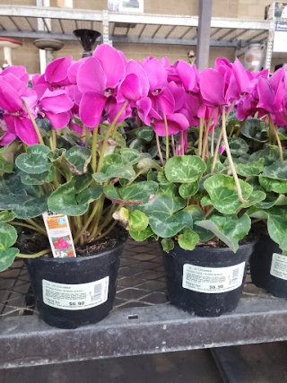 Lowe's Garden Center