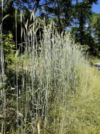 North Hempstead Residential Drop-Off