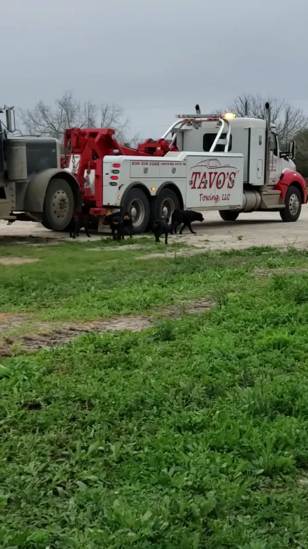 Tavo's Towing - photo 2
