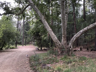 Rose Creek Campground