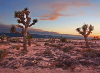 Mojave Desert