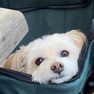Imperial Beach Pet Hospital & Urgent Care