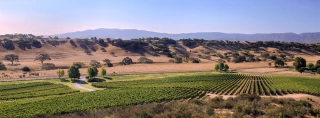 Rusack Vineyards