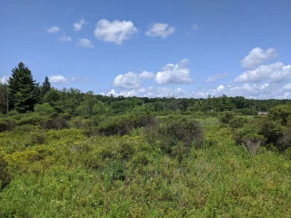 Loch Lynn Heights Wetlands Trail