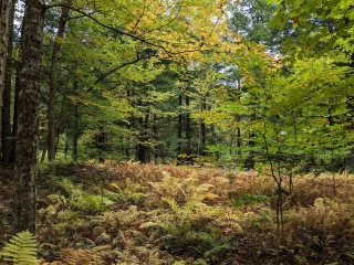 Thetford Hill State Park