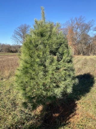 Clemsonville Christmas Tree Farm
