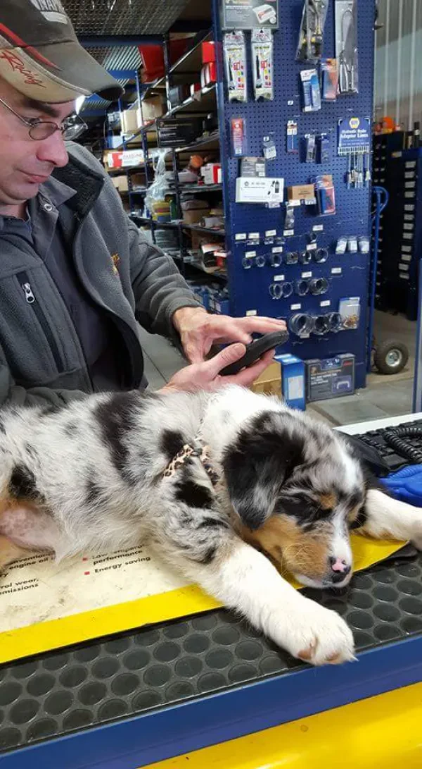NAPA Auto Parts - Chippewa Auto Parts - photo 2