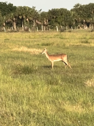 Dinner Island Ranch Wildlife Management Area