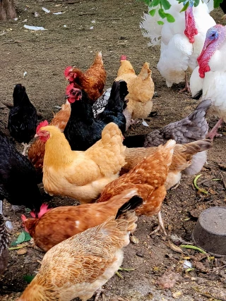 Medford Cattle Farms and Mill Creek Organic Farm ***PRIVATE FARM / NO DAIRY***