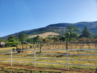 Mt Bullion Vineyard