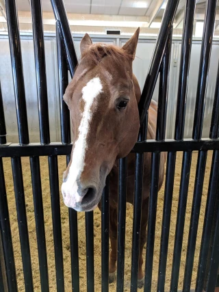 Silver Spurs Equine