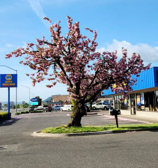 NAPA Auto Parts - Scappoose Auto Parts - photo 3