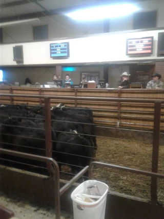 Faith Livestock Auction