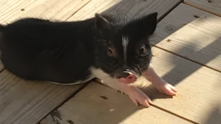 Autumn Acres Mini Pet Pigs