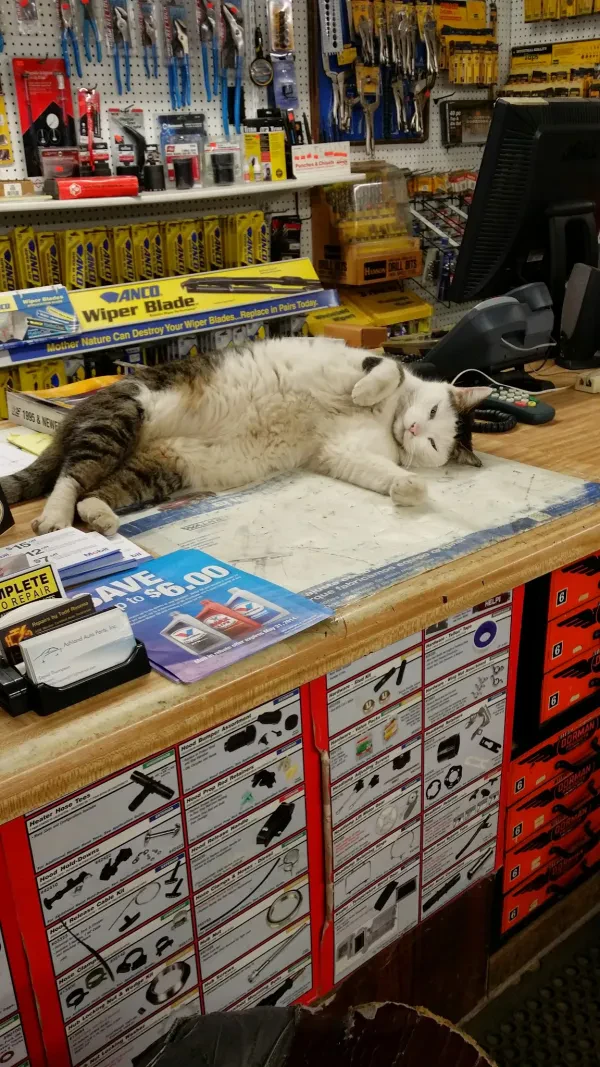 Ashland Auto Parts - photo 3