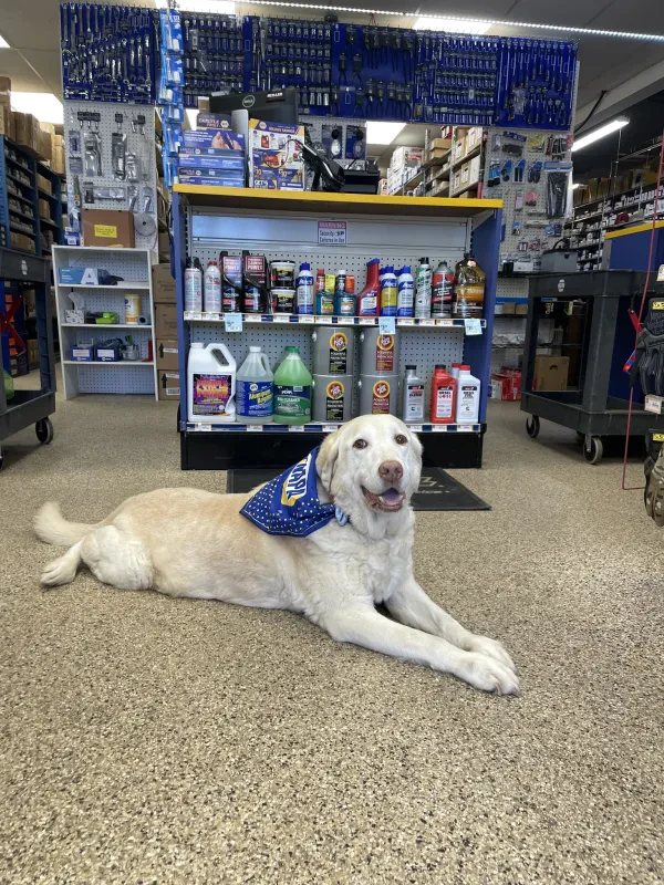 NAPA Auto Parts - Atlantic Auto & Truck Supply Inc. - photo 3