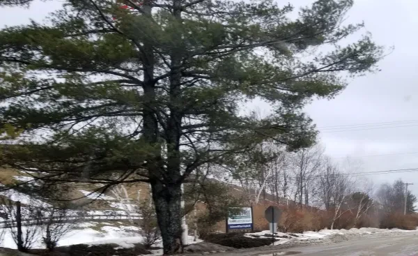 Pine Tree Transfer & Recycling - photo 3