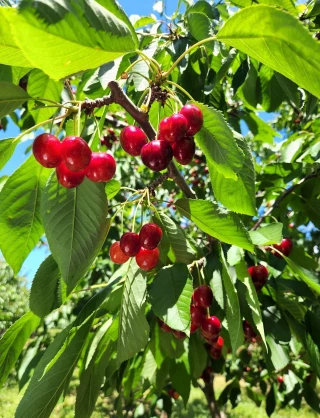 Fruit Valley Orchard