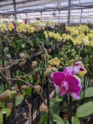 The Orchid Station