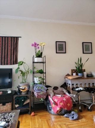 Hibiscus Flowershop