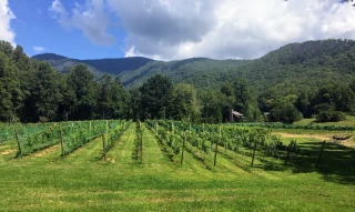 Shooting Creek Vines