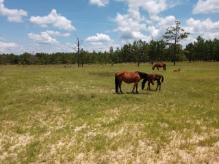 Peason Ridge Wildlife Management Area