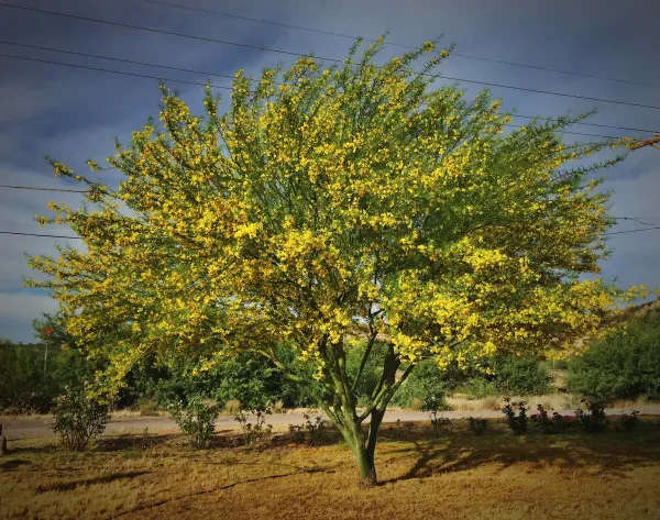 Palo Verde RV Park, LLC - photo 3