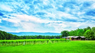 Mount Nittany Vineyard and Winery