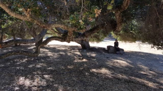 Robles del Rio Old Parking Lot