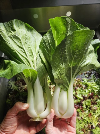 Junction City Farm
