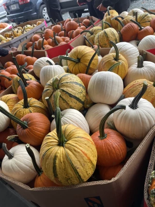 Sunnyburn Produce Auction