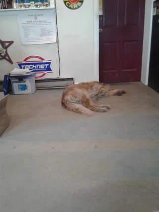 Adams Automotive