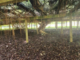 The Mother Vine