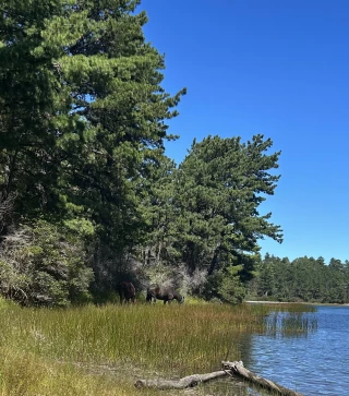 Camp Cachalot Wildlife Management Area