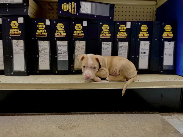 NAPA Auto Parts - Junction City Auto Parts - photo 4