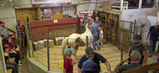 Knightstown Sale Barn