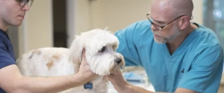 Pine Street Animal Hospital