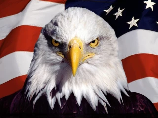 Freedom Towing LA