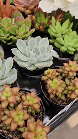 Lowe's Garden Center