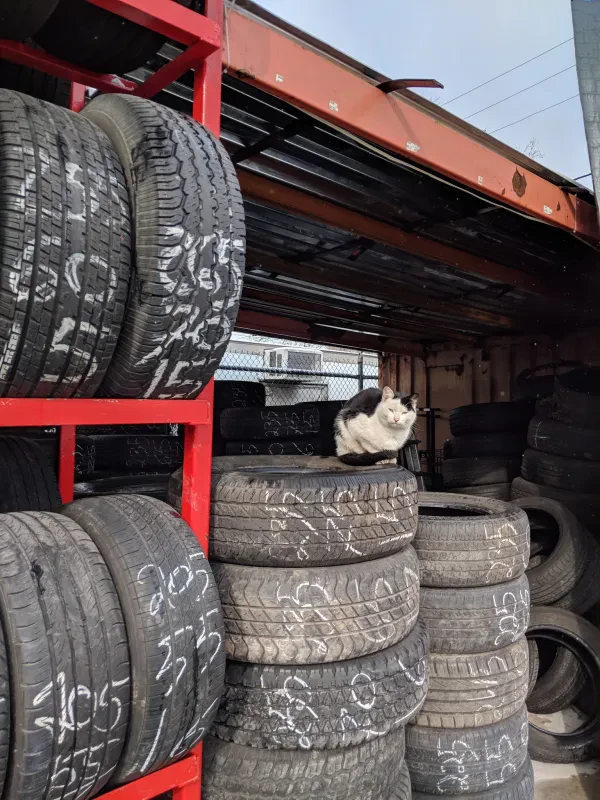 Vavi's Tire Shop - photo 3